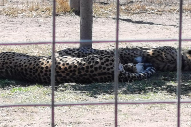 Cheetah Outreach Tour Somerset West, Gordon's Bay and Strand Beaches - The guides can make the half-day feel personal