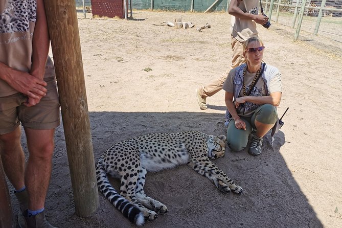 Cheetah Outreach Tour Somerset West, Gordon's Bay and Strand Beaches - Who will get the most from this outing