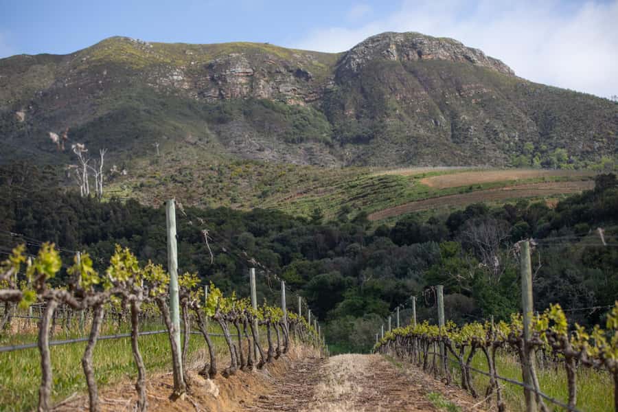 Constantia: Wine Walk with Lunch and Enchanting Stories - Walking from Groot Constantia to Klein Constantia