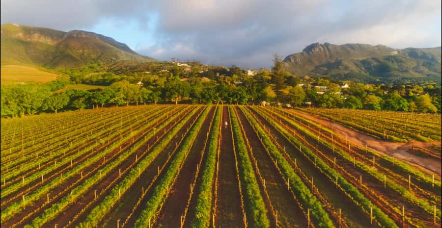 Constantia: Wine Walk with Lunch and Enchanting Stories - The short walk to Buitenverwachting