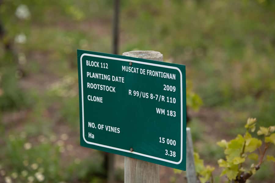 Constantia: Wine Walk with Lunch and Enchanting Stories - Who should book this walk?