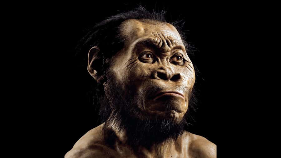 Cradle of Humankind and Sterkfontein Caves Half-Day Tour - Key points at a glance