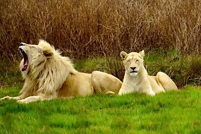 Cradle of Humankind, Caves or Maropeng, Rhino and Lion Park - Key points to know before booking