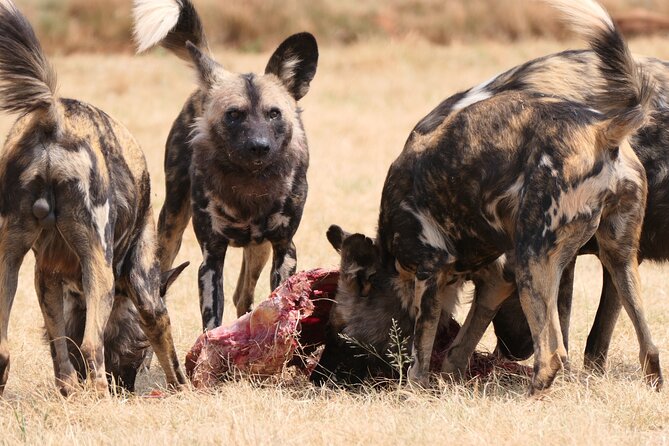 Cradle of Humankind, Caves or Maropeng, Rhino and Lion Park - Why this Johannesburg combination works