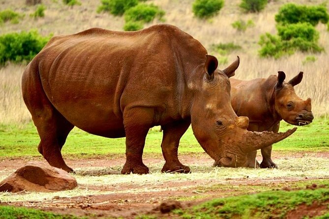 Cradle of Humankind, Caves or Maropeng, Rhino and Lion Park - Shane Gouldie’s guiding style
