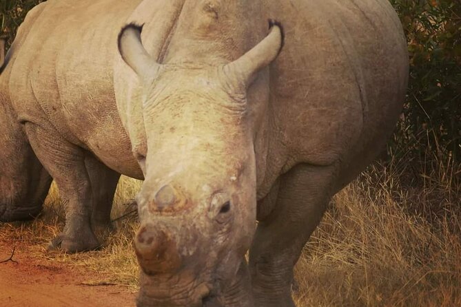 Cradle of Humankind, Caves or Maropeng, Rhino and Lion Park - Transport, comfort, and group size