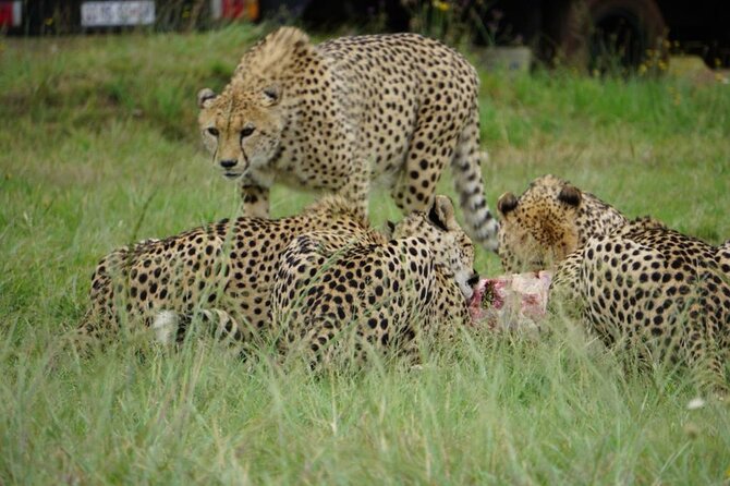 Cradle of Humankind, Caves or Maropeng, Rhino and Lion Park - Who should choose this tour