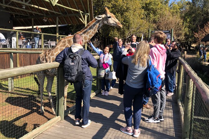 Cradle of Humankind Tour with Lion Safari from Johannesburg - The Lion and Safari Park: close views, managed setting