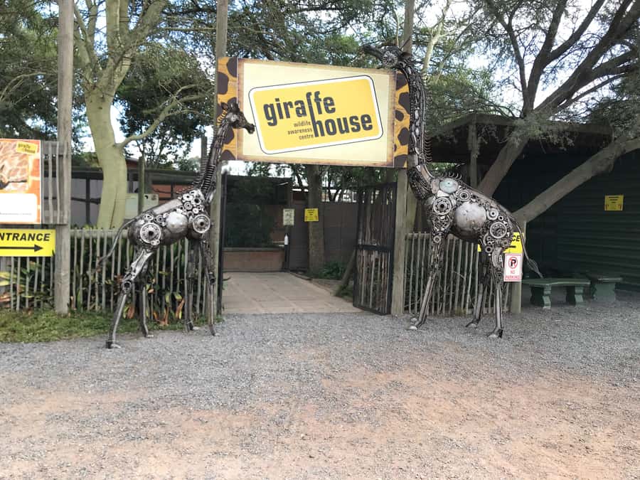 CT:Giraffe house-lions-leopard-tiger and WineTasting - What the private vehicle adds