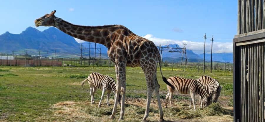CT:Giraffe house-lions-leopard-tiger and WineTasting - FAQ