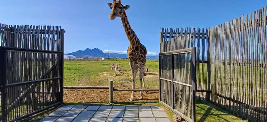 CT:Giraffe house-lions-leopard-tiger and WineTasting - Big cats, cheetahs, and the limits of the wildlife stop