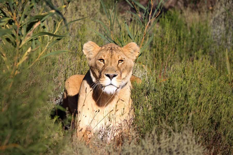 Drakenstein Lion Park Entry Ticket - Key points to know before you go