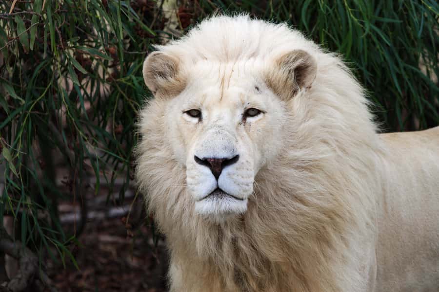 Drakenstein Lion Park Entry Ticket - Why Drakenstein Lion Park is different