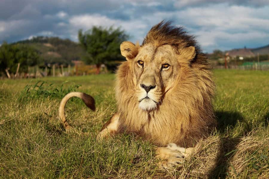Drakenstein Lion Park Entry Ticket - What you can see, and what you cannot
