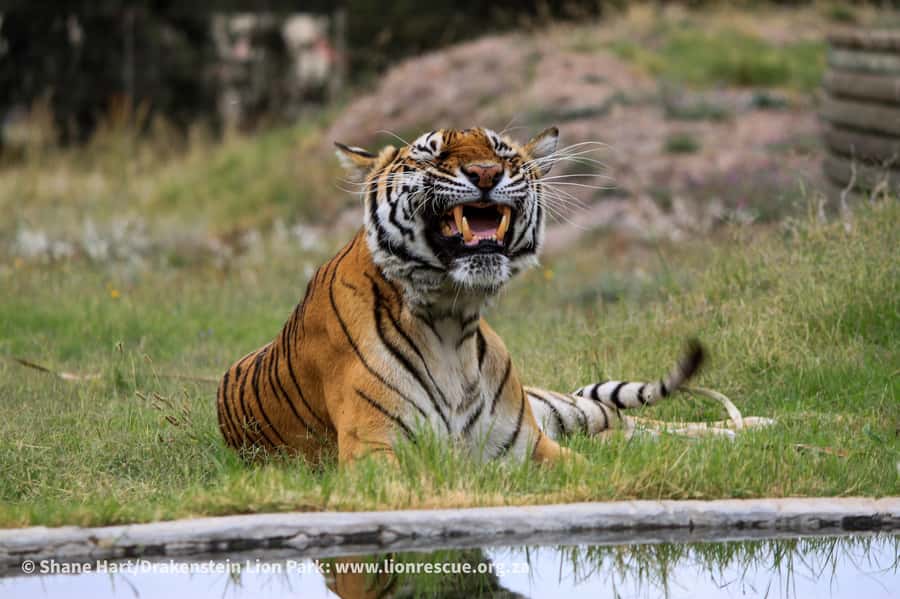 Drakenstein Lion Park Entry Ticket - The experience’s main strength and main weakness
