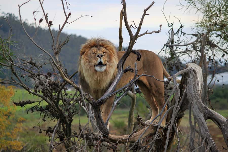 Drakenstein Lion Park Entry Ticket - A day in the 60-acre lion habitat