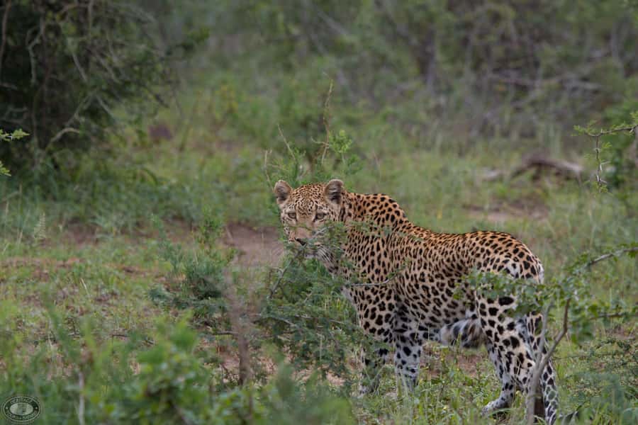 Durban:3 Day Hluhluwe-Imfolozi Park, St Lucia, iSimangaliso - Why this three-day route works