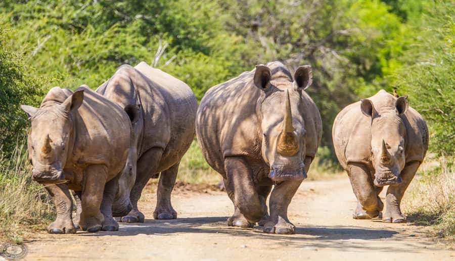 Durban:3 Day Hluhluwe-Imfolozi Park, St Lucia, iSimangaliso - Day three: Cape Vidal, monkeys, and the coast