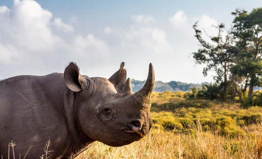 Durban:3 Day Hluhluwe-Imfolozi Park, St Lucia, iSimangaliso - What the $585 price really includes