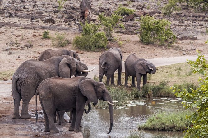 Durban: Big 5 Safari - Open Safari Vehicle at Exclusive Reserve - Why Manyoni Makes This a Serious Safari Day