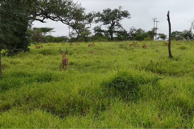 Durban: Big 5 Safari - Open Safari Vehicle at Exclusive Reserve - The Big Five: What You May and May Not See