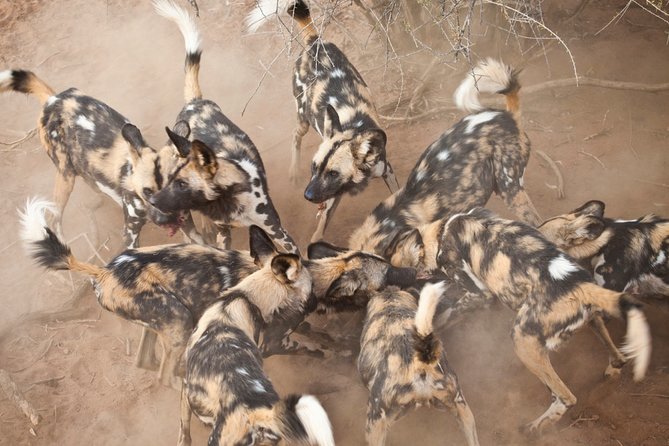 Durban: Big 5 Safari - Open Safari Vehicle at Exclusive Reserve - Six to Eight Hours Inside Manyoni