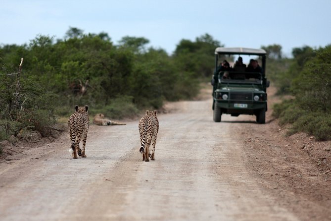 Durban: Big 5 Safari - Open Safari Vehicle at Exclusive Reserve - Price, Group Size, and What You Receive