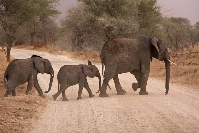 Durban: Big 5 Safari - Open Safari Vehicle at Exclusive Reserve - The 2.5 to 3-Hour Ride North
