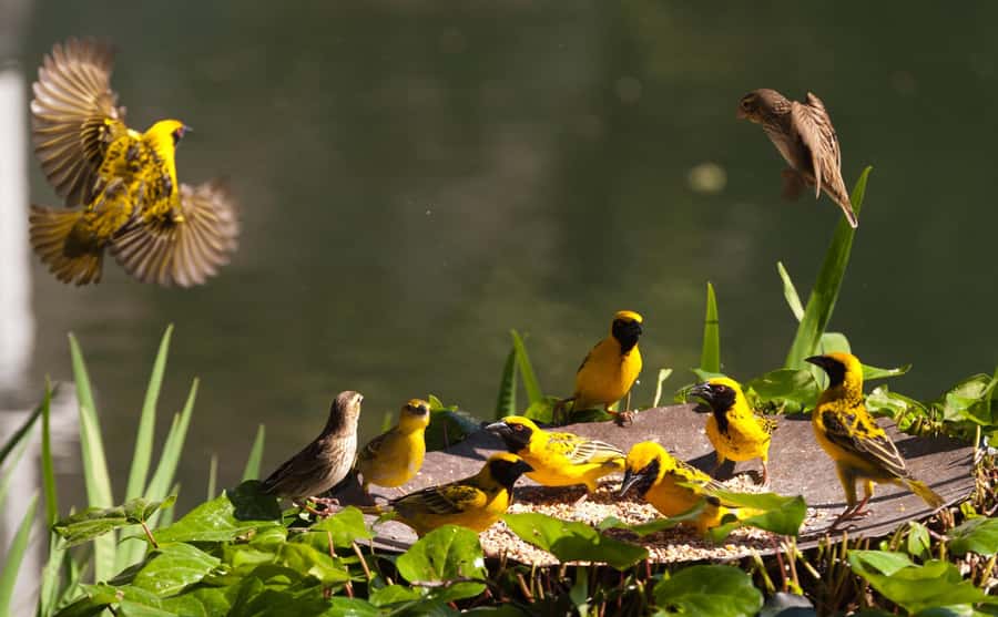 Durban: Drakensberg, Mandela Capture Site and Howick Falls - Howick Falls and the Umgeni River