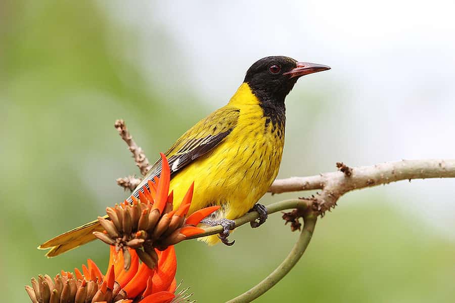 Durban: Drakensberg, Mandela Capture Site and Howick Falls - Should you book this Durban day trip?