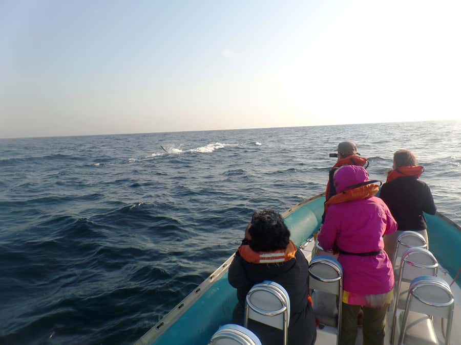 Durban: Durban: Whale and Dolphin Watching Boat Tour - Is this Durban whale cruise right for you?