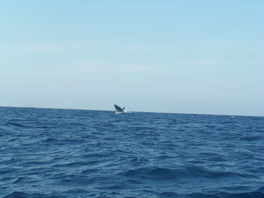 Durban: Durban: Whale and Dolphin Watching Boat Tour - The first stretch across the Indian Ocean