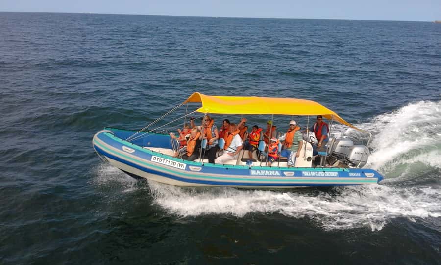 Durban: Durban: Whale and Dolphin Watching Boat Tour - Dolphins and the wider cast of sea life