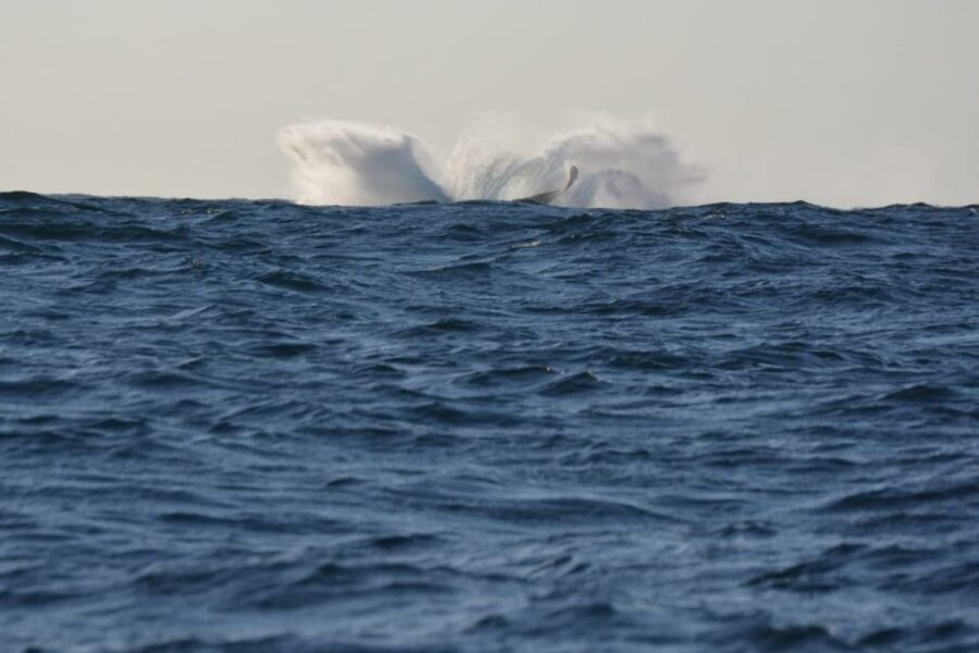 Durban: Durban: Whale and Dolphin Watching Boat Tour - Why the small boat matters