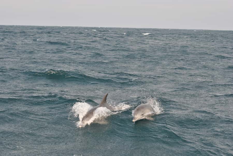 Durban: Durban: Whale and Dolphin Watching Boat Tour - Making sense of the $102 price