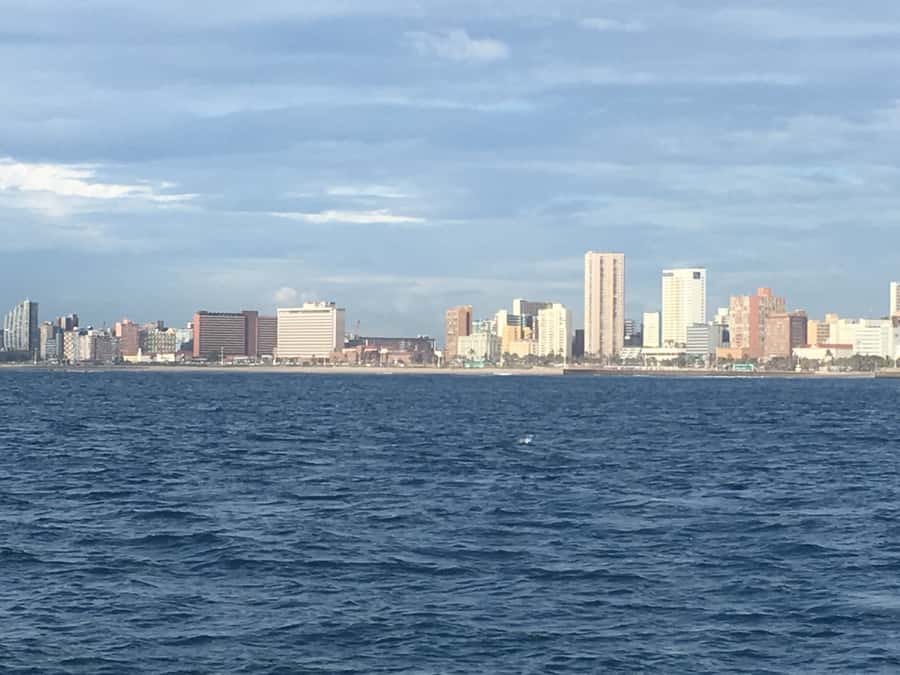 Durban: Durban: Whale and Dolphin Watching Boat Tour - Choosing the best season and time