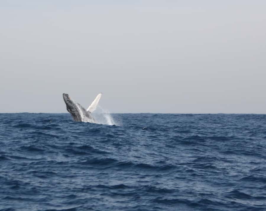 Durban: Durban: Whale and Dolphin Watching Boat Tour - What the guide adds
