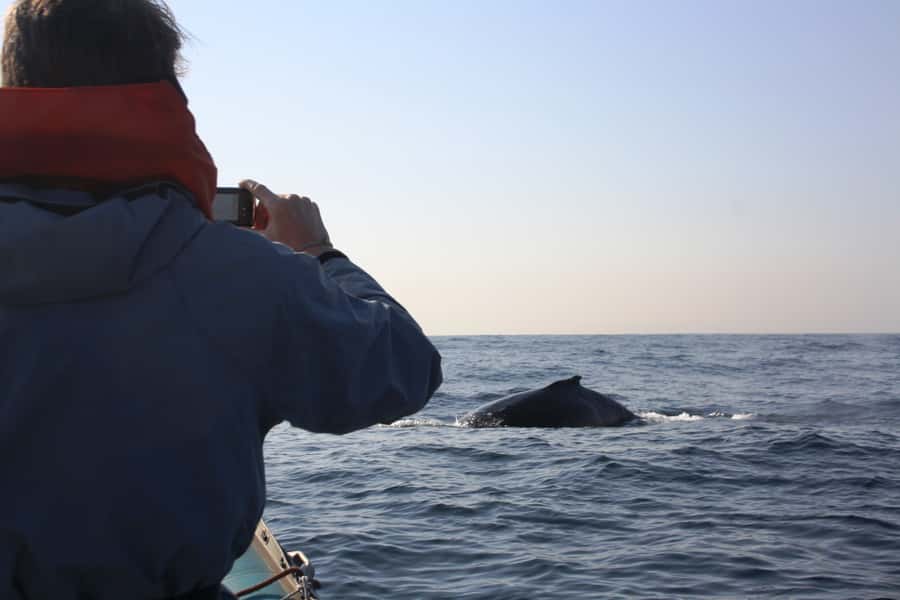 Durban: Durban: Whale and Dolphin Watching Boat Tour - Practical preparation for two hours offshore