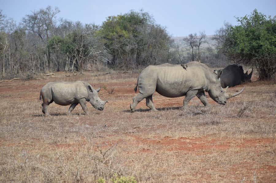 Durban: Full Day Hluhluwe-iMfolozi Game Reserve with lunch - Why the rhino story matters