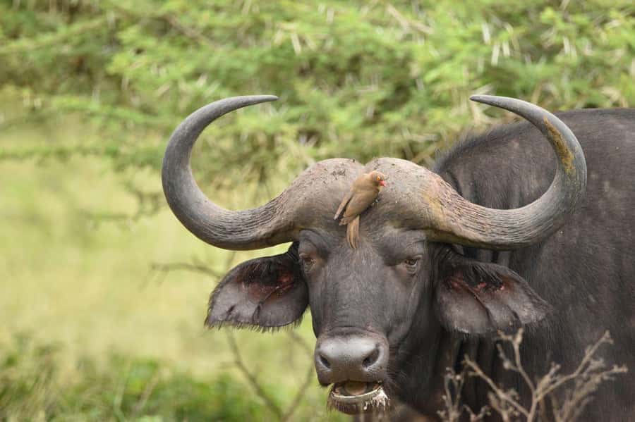 Durban: Full Day Hluhluwe-iMfolozi Game Reserve with lunch - The 5:00 AM pickup from Durban