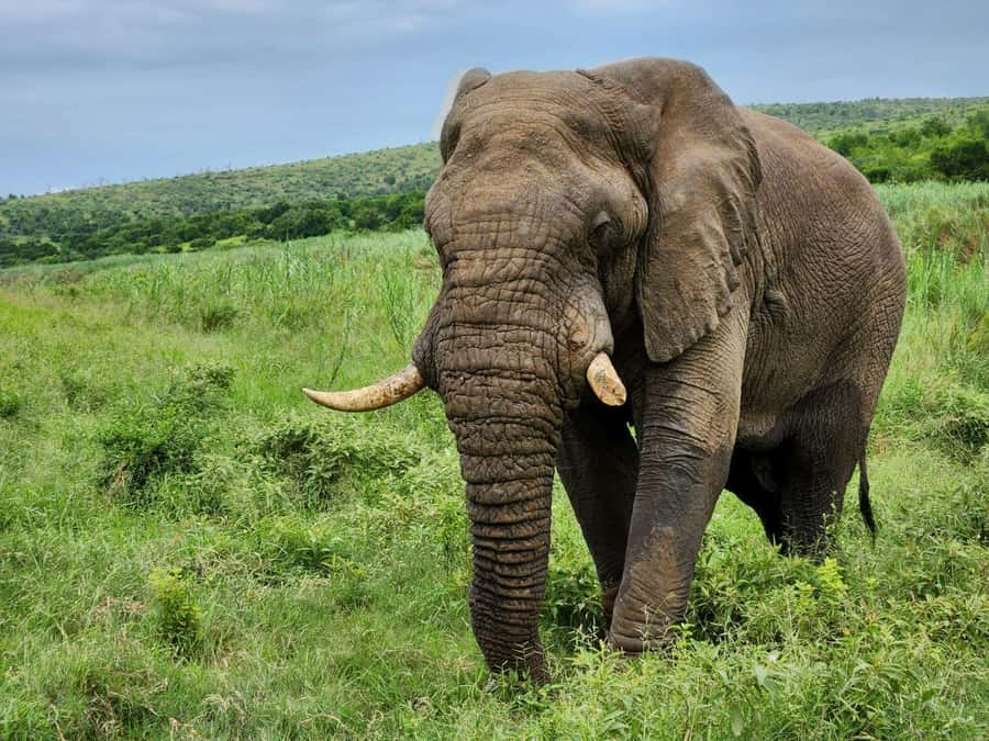Durban: Full Day Hluhluwe-iMfolozi Game Reserve with lunch - Lunch at Hilltop Camp and the best views