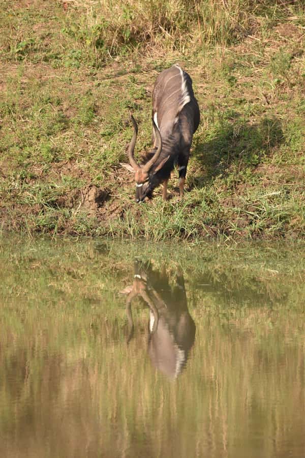 Durban: Full Day Hluhluwe-iMfolozi Game Reserve with lunch - Who should book this safari?