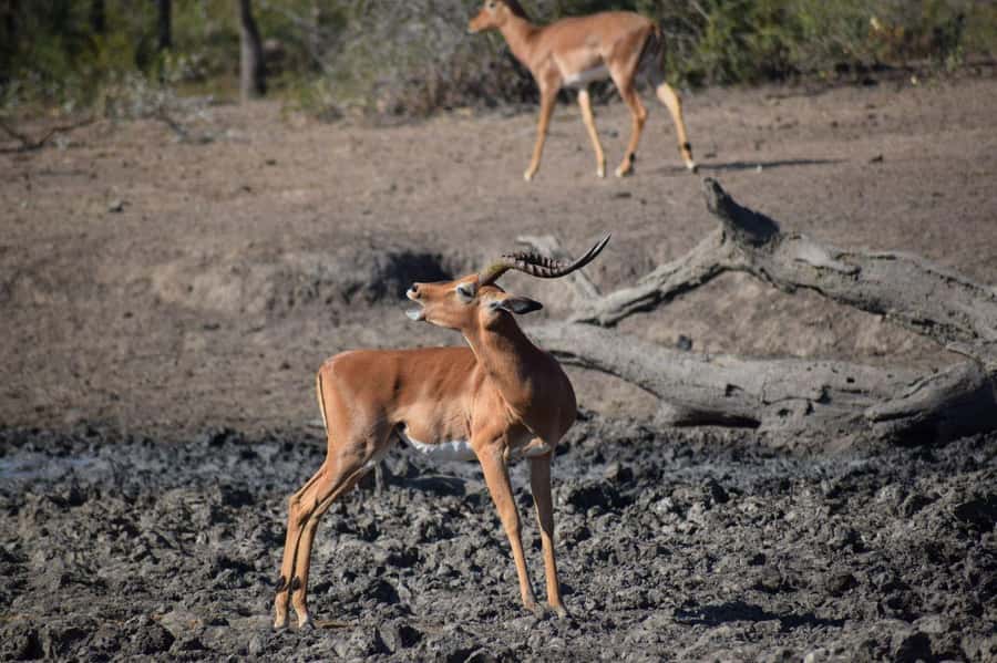 Durban: Full Day Hluhluwe-iMfolozi Game Reserve with lunch - Three and a half hours of morning wildlife viewing