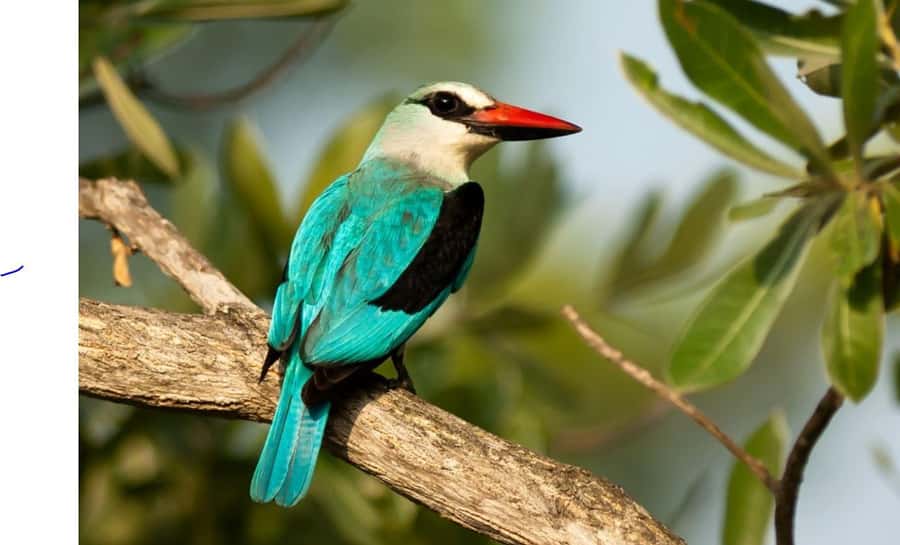Durban: Half Day Phezulu Safari Park and Durban City Tour - Victoria Street Market and Durban’s mixed influences