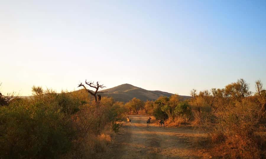 Durban: Hluhluwe Big 5 Safari with Pro Zeiss Binoculars - Why Hluhluwe-Imfolozi is worth the long ride from Durban