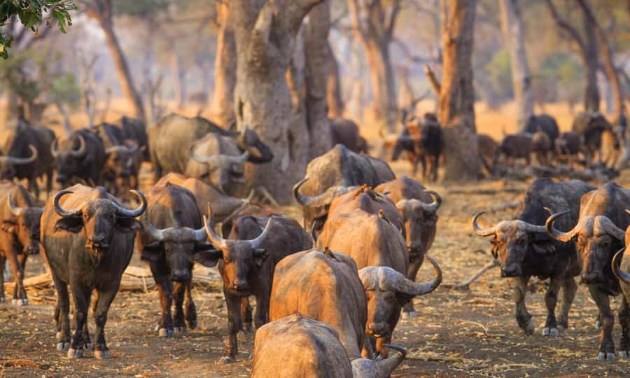 Durban: Hluhluwe Big 5 Safari with Pro Zeiss Binoculars - Morning drive on the open Imfolozi side