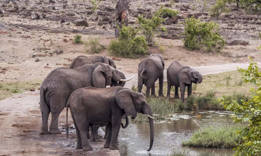 Durban: Hluhluwe Big 5 Safari with Pro Zeiss Binoculars - Hilltop Restaurant and the midday break