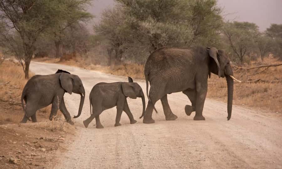 Durban: Hluhluwe Big 5 Safari with Pro Zeiss Binoculars - Afternoon drive through Hluhluwe