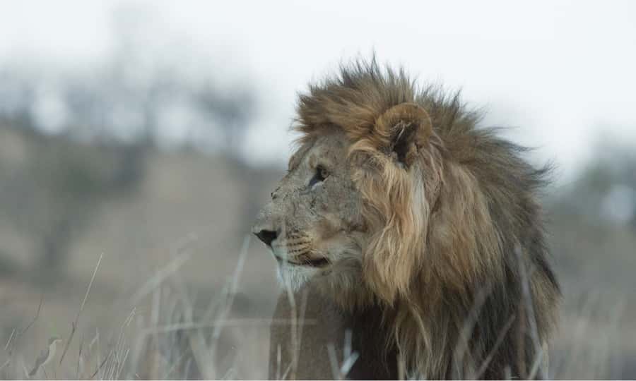 Durban: Hluhluwe Big 5 Safari with Pro Zeiss Binoculars - What the $202 price really buys you