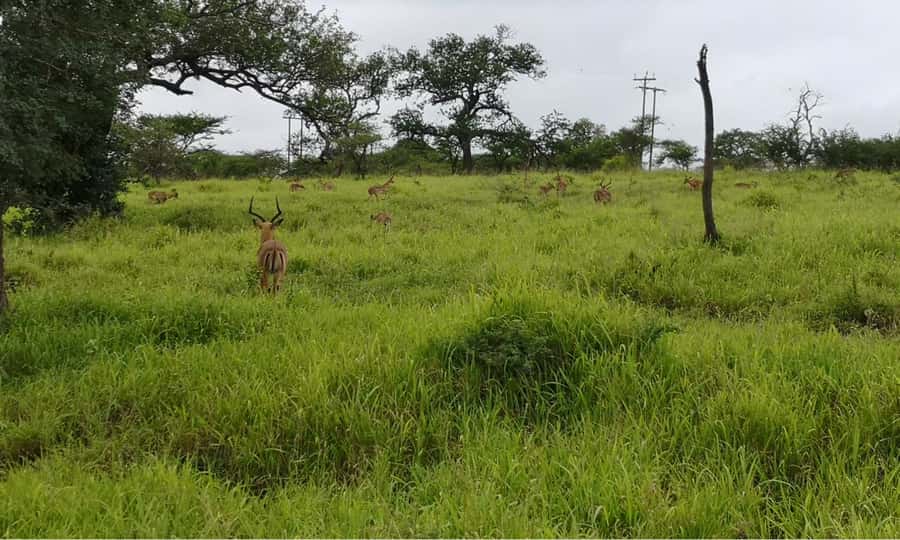 Durban: Hluhluwe Big 5 Safari with Pro Zeiss Binoculars - Who will get the most from this safari